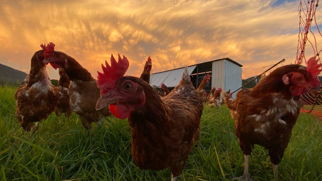 The Golden Eggs: Unveiling the Benefits of Pasture-Raised Chicken Farming